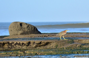 Grünreiher am Strand von Pochomil