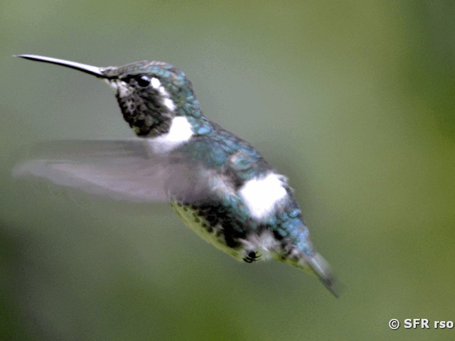 Kolibri (whitebellied woodstar)