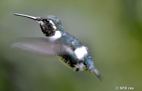 Kolibri (whitebellied woodstar)