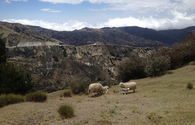 Schafe am Quilotoa-Kratersee in Ecuador