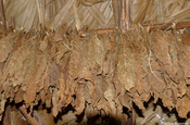 trockene Tabakblätter in Viñales 