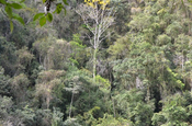 Bergwaldnaturschutzgebiet Semuc Champey