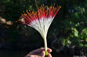 Quastenblume Wasserkastanie Nicaragua