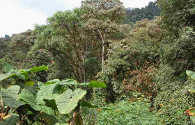 Bergnebelwald in Ecuador