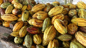 El Salvador Kakao