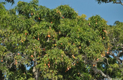 Mangobäume mit Früchten