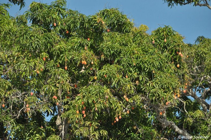 Mangobäume mit Früchten