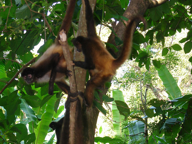 Bahia de Jiquilisco Pure Centralamerica