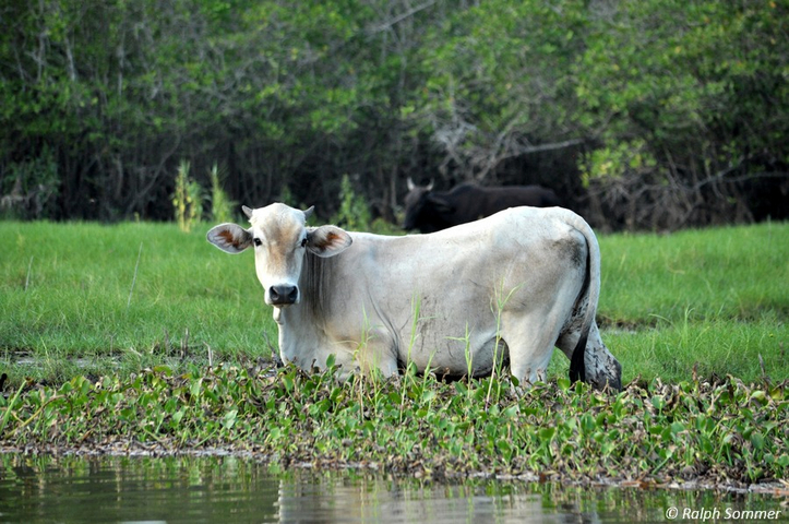 Vieh im Sumpfgras bei Monterrico