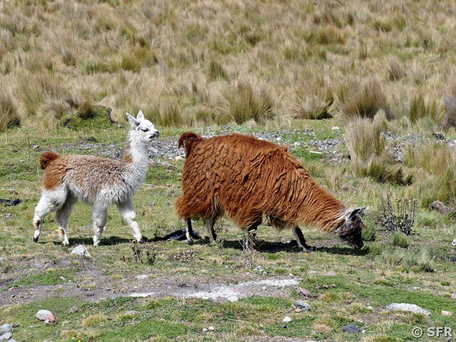 Vicuñas am Chimborazo