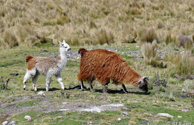 Vicuñas am Chimborazo