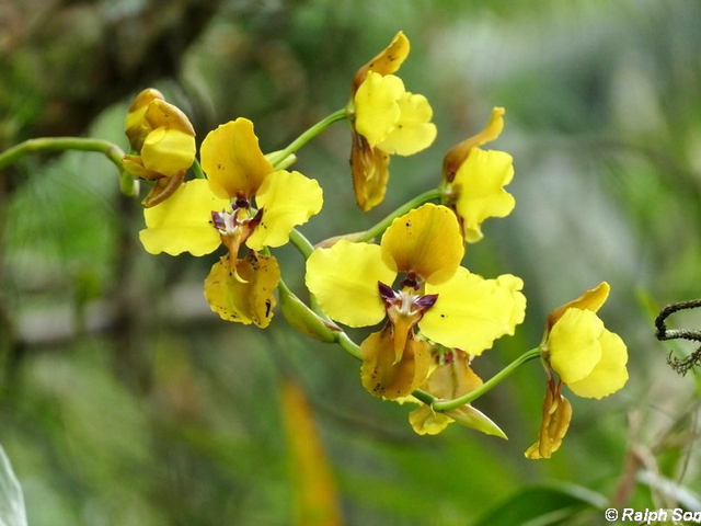 Guango Orchideen
