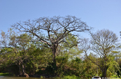 Kapokbaum Nicaragua