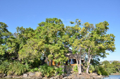 Mangobäume Nicaragua