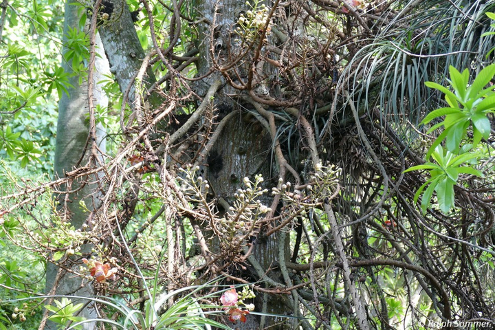 Kanonenkugelbaum Couroupita guianensis