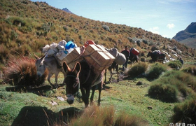 Packesel