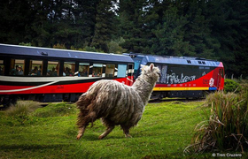 Llama