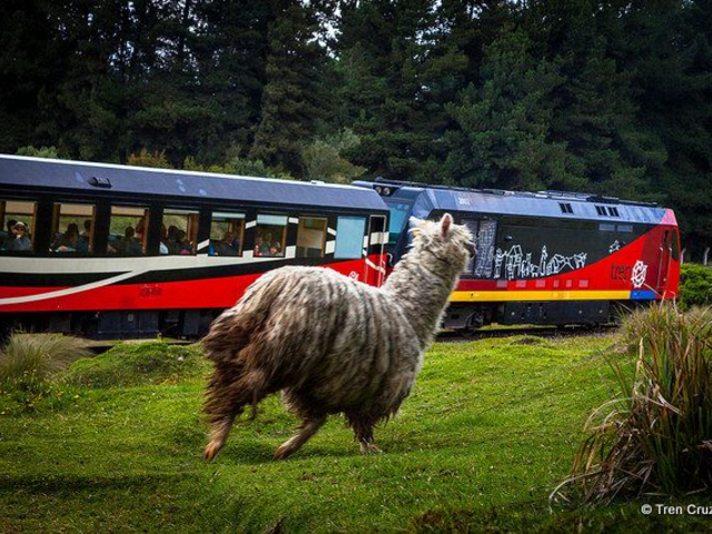 Llama
