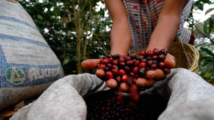 Guatemala Kaffeekirschen