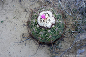 Melocactus bellavistensis in La Guajira
