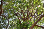 Ficusbäume Geäste