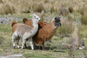 Vicuñas am Chimborazo