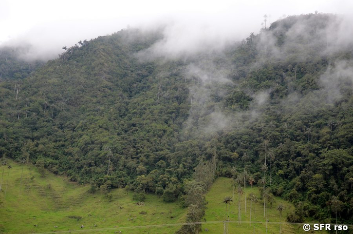 Wald mit Wachspalmen, Cocora-Tal