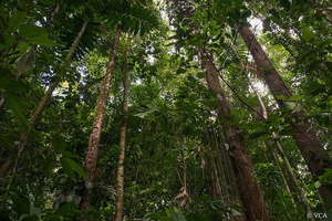 Urwald im Nationalpark Corcovado Costa Rica