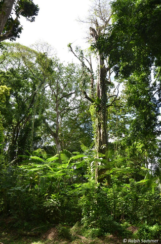 Urwald von Quiriguá