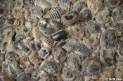 Muscheln Ammoniten