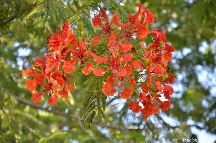 Flammenbaum mit Blüte