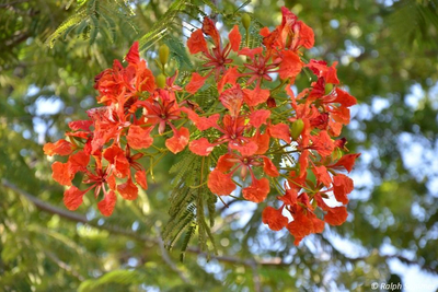 Flammenbaum mit Blüte