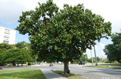 Malvenbaum Kuba