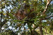 Geweihfarn (Platycerium holttumii) in Vivero Verapaz