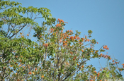Erythrina mit Blüten Nicaragua