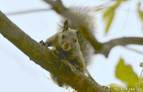 Eichhörnchen Ecuador