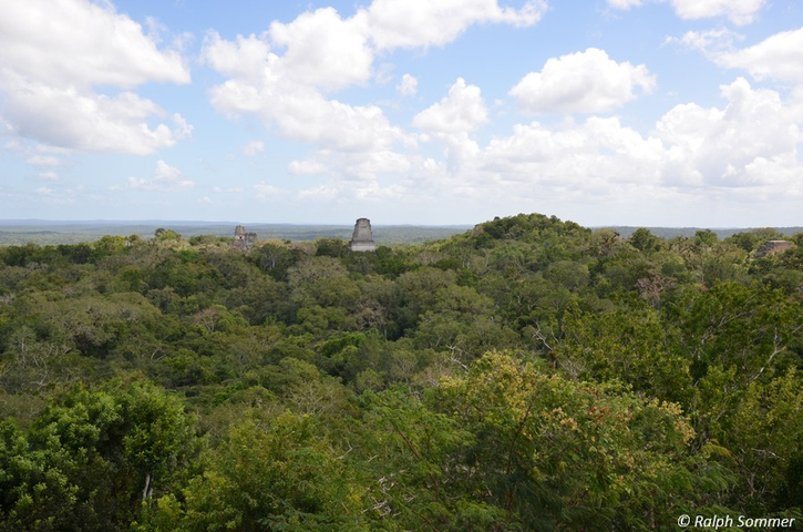 Panoramablick über den Urwald von Tikal