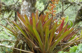 Bromelie im Krater Pululahua