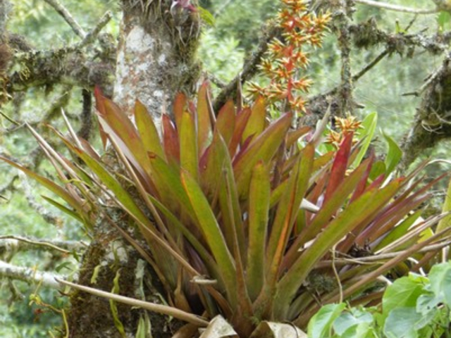 Bromelie im Krater Pululahua