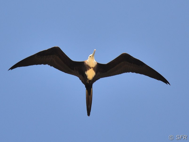 Fregattvogel