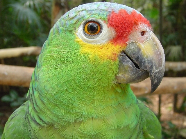 Papagei