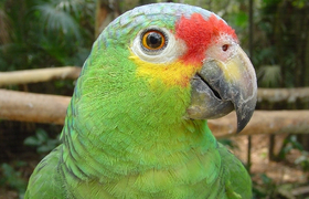Papagei