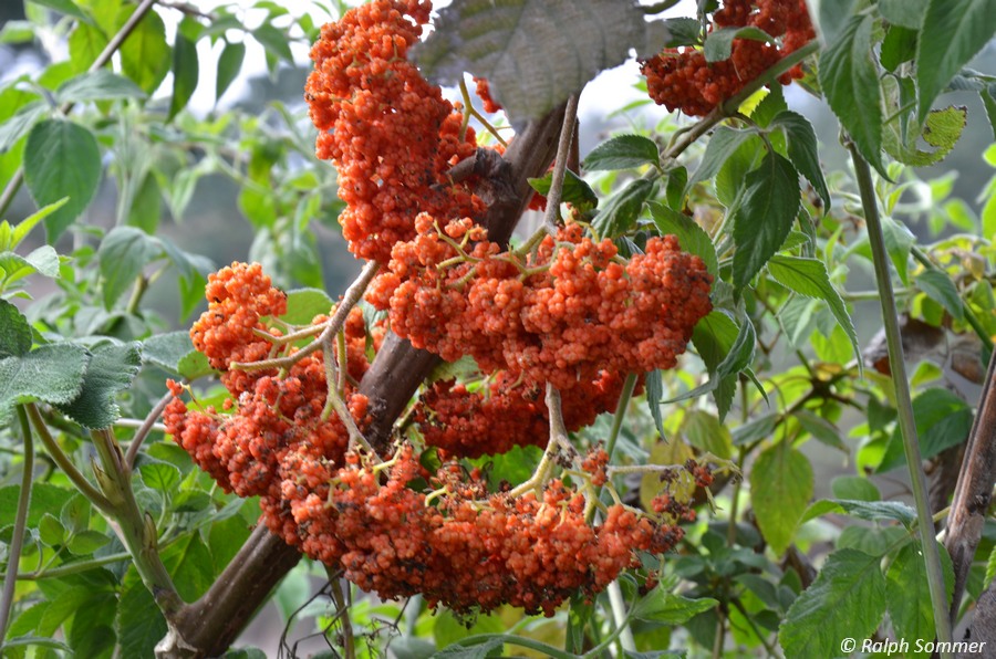 rote Blüte
