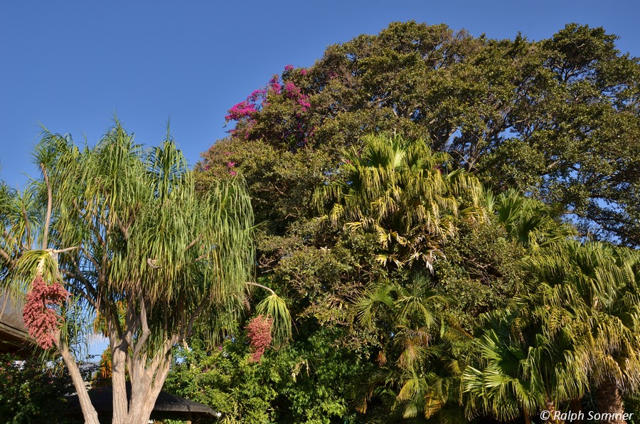 Hotelgarten in Panajachel