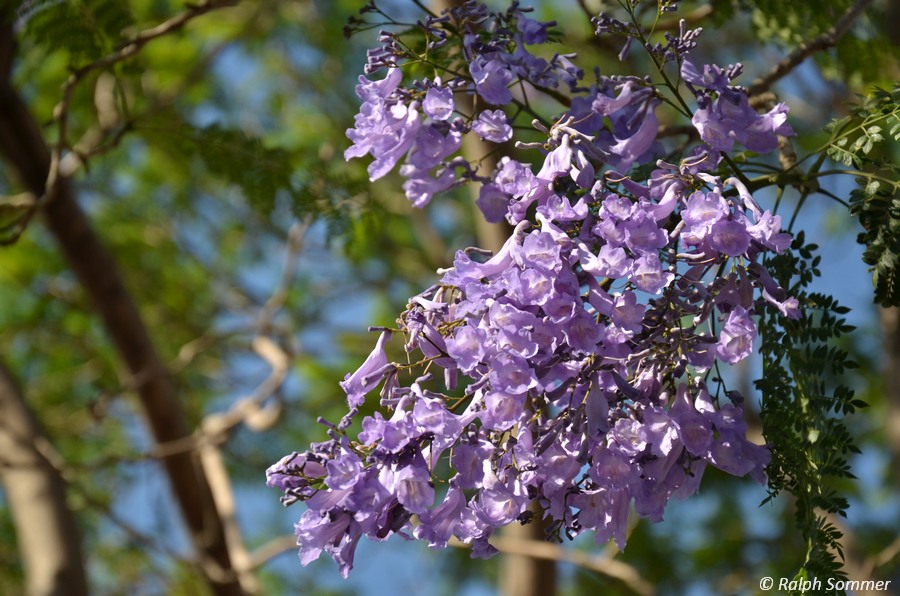 Jacaranda Blüte
