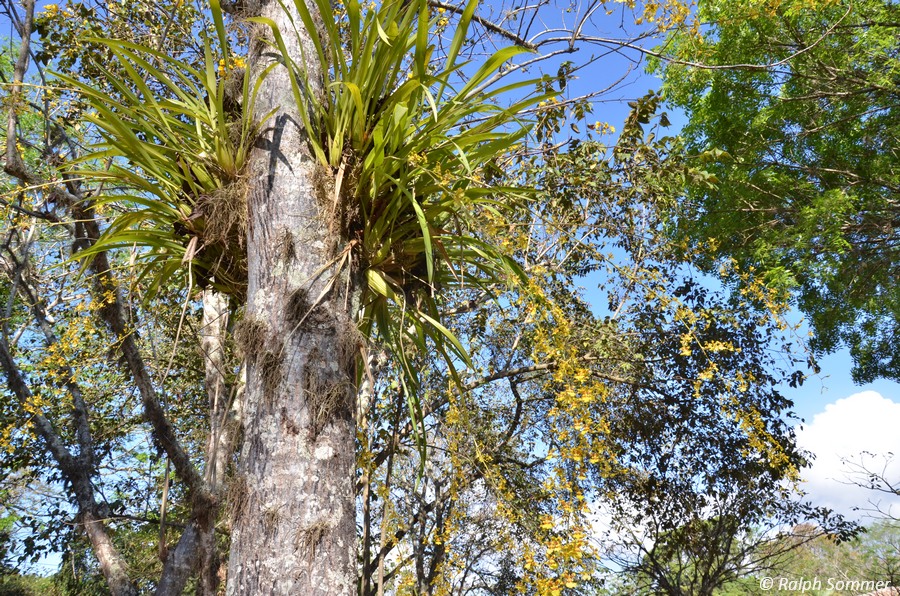 Oncidium Orchideen am Baum