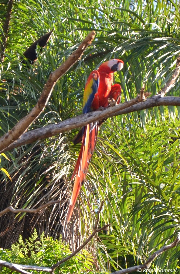 Hellroter Ara-Papagei (Ara macao) in Copán