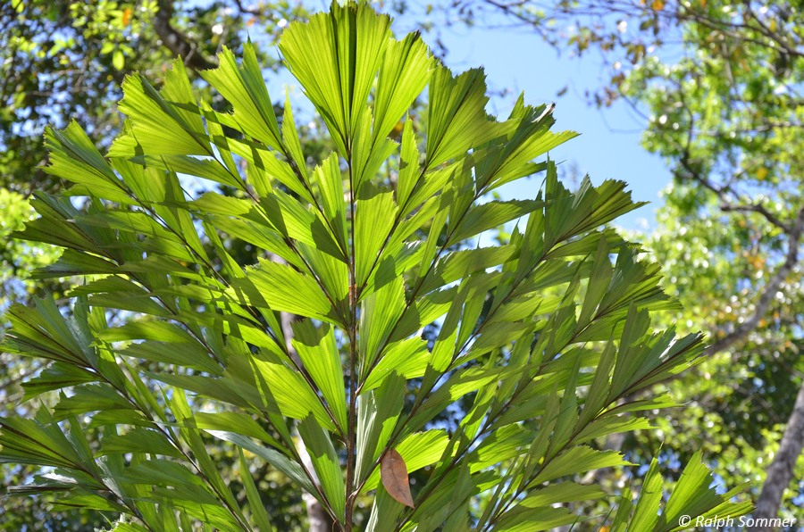 Fischschwanzpalme (Caryota mitis)