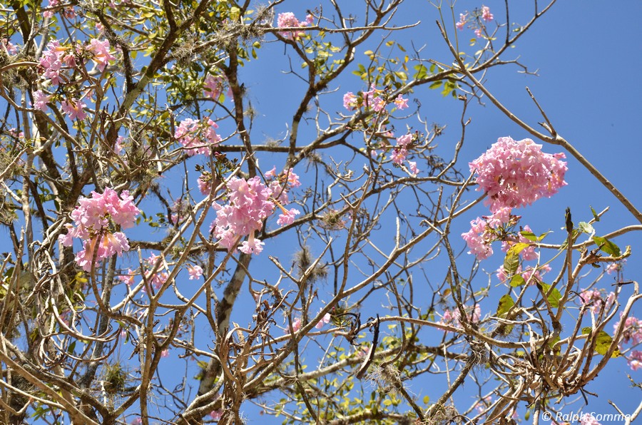 Rosa Tabebuia-Baum