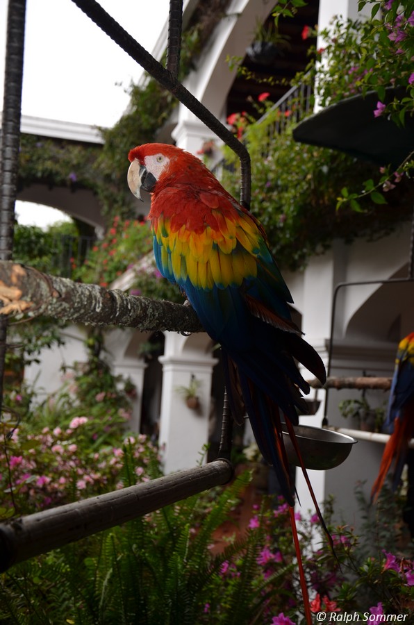 Ara im Hotel Santo Tomás